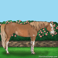 Horse Color:Chestnut  and Chestnut Splash 