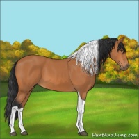Horse Color:Bay Tobiano 