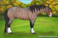 Horse Color:Bay Roan Splash 