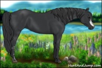 Horse Color:Black and Black