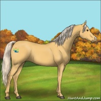 Horse Color:Palomino