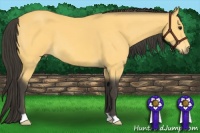 Horse Color:Buckskin 