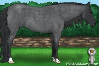 Horse Color:Blue Roan 