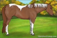 Horse Color:Chestnut Tobiano