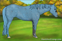 Horse Color:ERROR: UNKNOWN ANOMALY