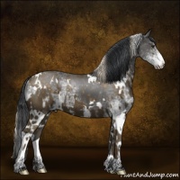 Horse Color:White Spotted Chocolate Palomino  and White Spotted Black Splash 