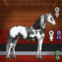 Horse Color:White Spotted Liver Chestnut Sabino Splash  and Gray White Spotted Bay Splash 