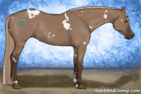 Horse Color:White Spotted Liver Red Dun Rabicano 