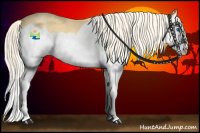 Horse Color:Gold Cream Champagne Splash 