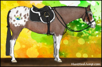 Horse Color:Bay Roan Sabino Appaloosa 