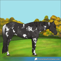 Horse Color:White Spotted Smoky Black 