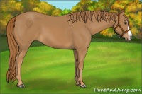 Horse Color:Chestnut Splash 