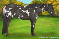 Horse Color:White Spotted Smoky Black 