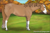 Horse Color:Chestnut Splash 