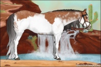 Horse Color:White Spotted Bay Splash  and White Spotted Bay Splash Frame 