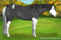 Horse Color:Blue Roan Splash Appaloosa