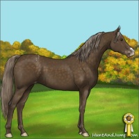 Horse Color:Chocolate Palomino Appaloosa 
