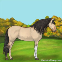 Horse Color:Bay Dun 