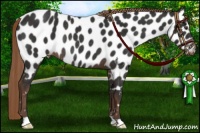 Horse Color:Liver Chestnut Near Leopard Rabicano 