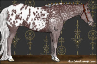 Horse Color:Chocolate Silver Black Chinchilla Appaloosa