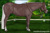 Horse Color:Chocolate Silver Black Chinchilla Sabino 