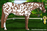 Horse Color:Chestnut Near Leopard 