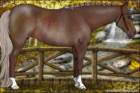 Horse Color:Chocolate Silver Brown Rabicano 