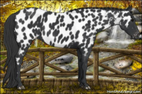 Horse Color:Black Near Leopard 