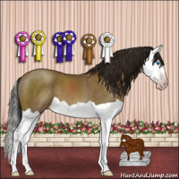 Horse Color:Gray Classic Cream Champagne Splash 