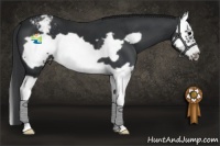 Horse Color:Black Splash Frame Appaloosa