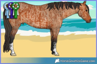 Horse Color:Bay and Bay Dun Rabicano
