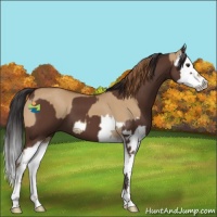 Horse Color:Red Dun Splash  and Bay Splash 