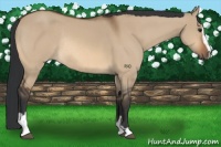 Horse Color:Bay Dun Sabino Rabicano 