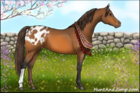 Horse Color:Buckskin Appaloosa 