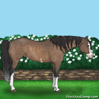 Horse Color:White Spotted Brown Dun Splash Appaloosa