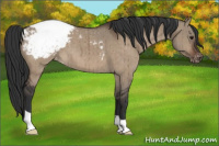 Horse Color:Brown Dun Appaloosa Brindle 