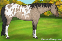 Horse Color:Brown Dun Appaloosa Brindle 