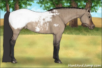 Horse Color:Brown Dun Appaloosa Brindle