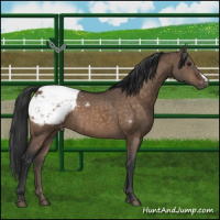 Horse Color:Brown Dun Appaloosa Brindle 