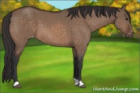 Horse Color:Bay Dun Appaloosa Brindle 