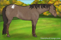 Horse Color:Liver Red Dun Appaloosa Brindle 