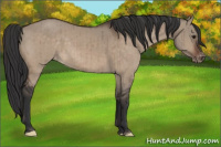 Horse Color:Brown Dun Appaloosa Brindle 