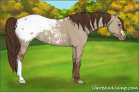 Horse Color:Liver Red Dun Appaloosa Brindle 
