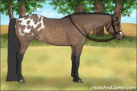 Horse Color:Brown Dun Appaloosa Brindle