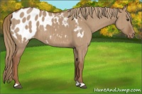 Horse Color:Red Dun Appaloosa Brindle 