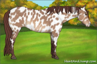 Horse Color:Chocolate Brown Dun Appaloosa Brindle 