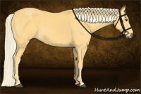 Horse Color:Palomino