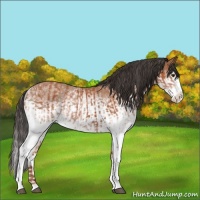 Horse Color:White Spotted Bay Splash  and White Spotted Bay Splash 