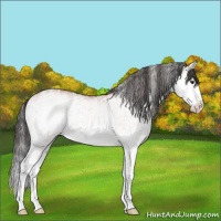 Horse Color:White Spotted Bay Splash  and White Spotted Bay Splash Rabicano 