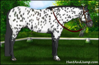 Horse Color:Black Near Leopard 
